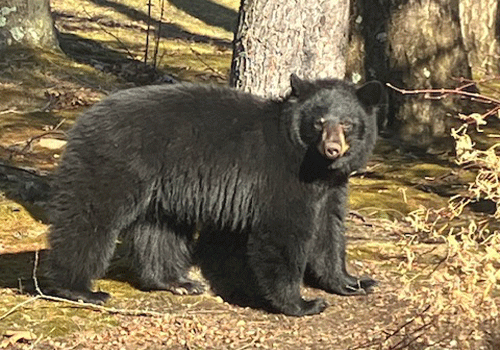 Bear