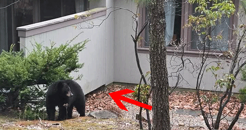 Bear emerging