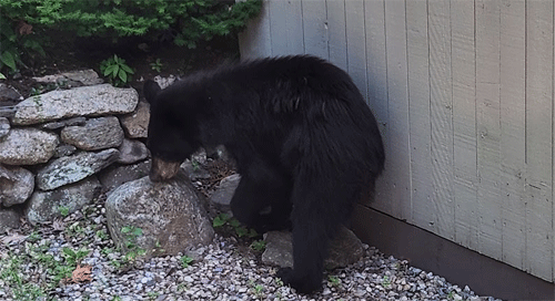 Bear tries his den