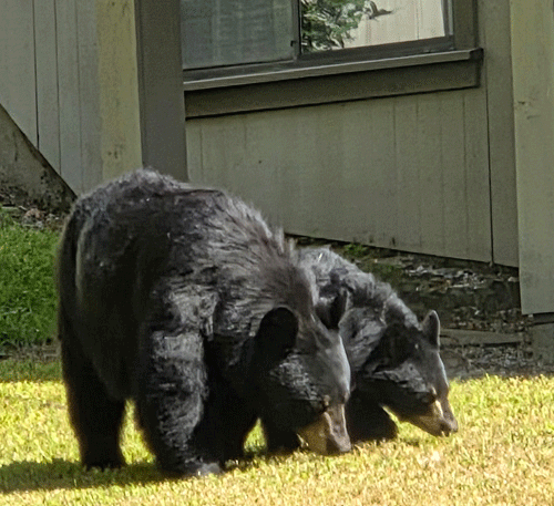 Mame bear and cub
