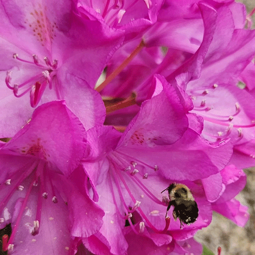 Bee in a Rhododendron flower
