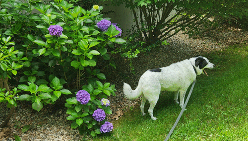 Rockie in our yard