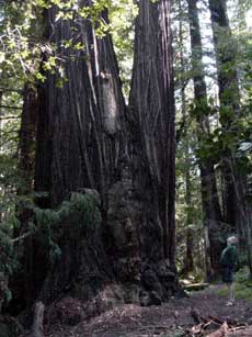Steve and Redwood Steve and Redwood