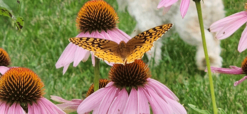 Butterfly in neighbor's garden