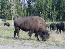 BisonbyCar