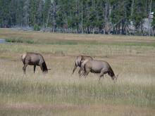 FemaleElks