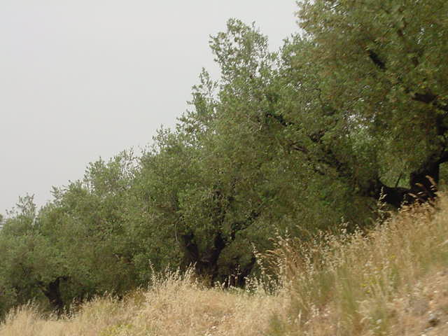 Olive Trees along the road to our Tower