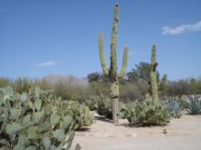 Front Yard and View