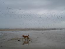 Navajo disturbes the birds ...