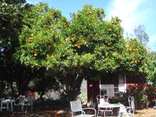 The tangerine tree