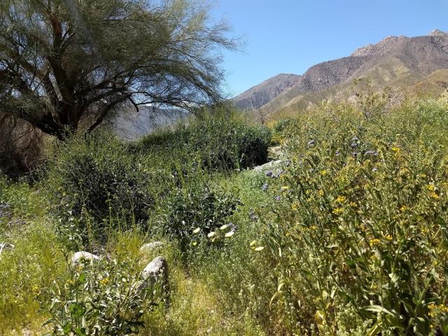 lush greenery near visitor center