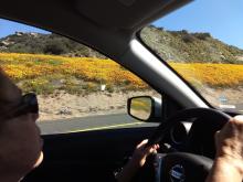 Borrego Desert Super Bloom