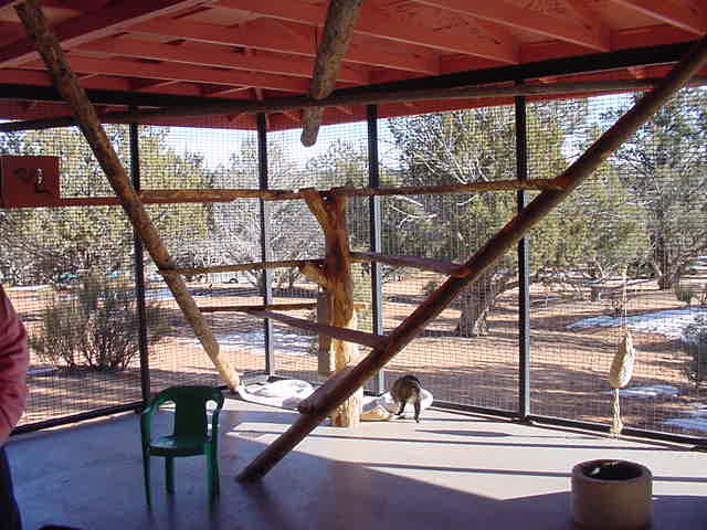 the cats have an outdoor porch with many fun things to do