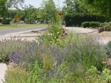 Lavenders, Hollyhocks, Catmint and a baby Desert Willow in the front garden