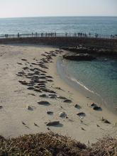 Seals at La Jola Cove