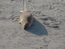 White Seal at La Jola Cove