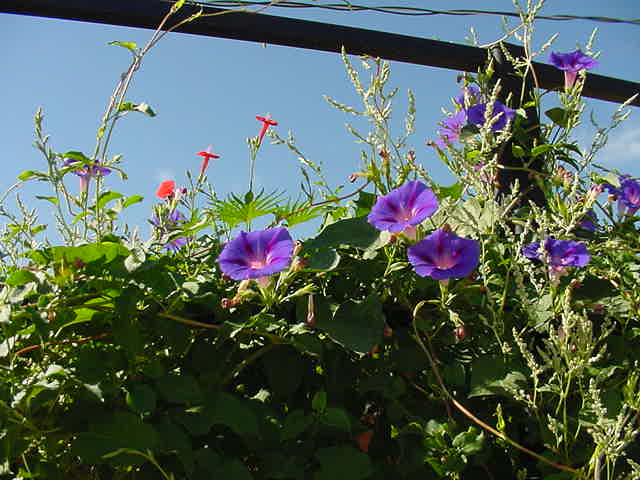 trumpet vine plant. about trumpet vine,