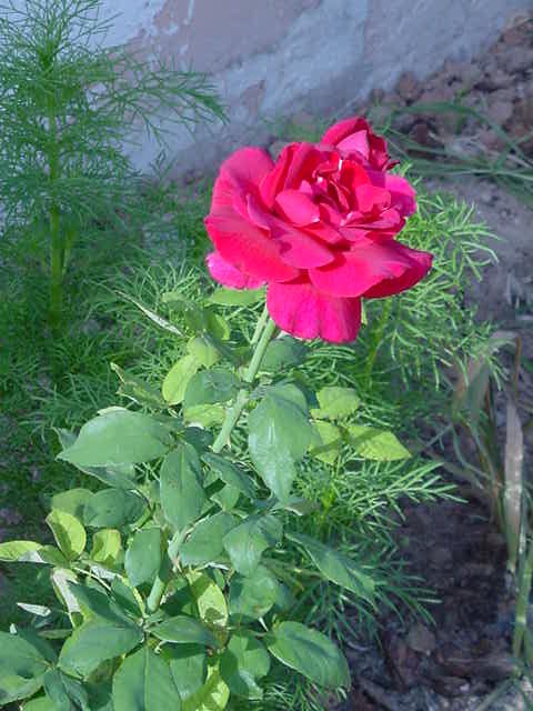 lincoln rose