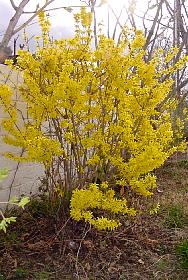 ForsythiaBlooming.JPG