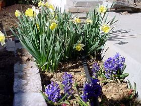 HyacinthsDaffodils.JPG