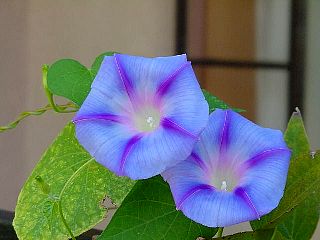 MorningGlories.JPG