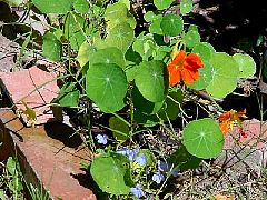 Nasturtium.JPG