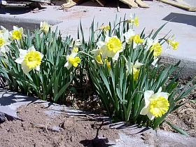 PatioDaffodils.JPG