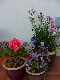 PatioPots03.JPG