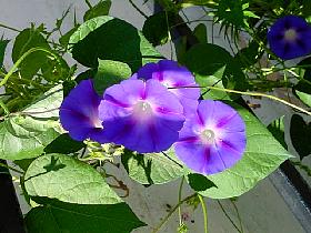 PurplishMorningGlories.JPG