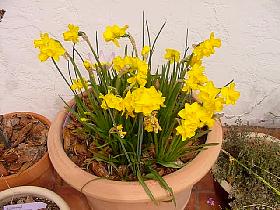 QuailDaffodilPot.JPG