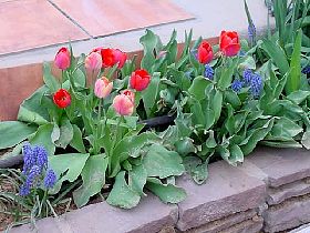 TulipsandHyacinths.JPG