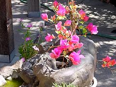 bougainvillea.JPG